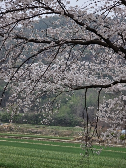 한정리 벚꽃