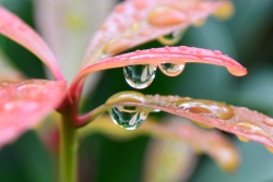 빗속에 머문 잎 눈물